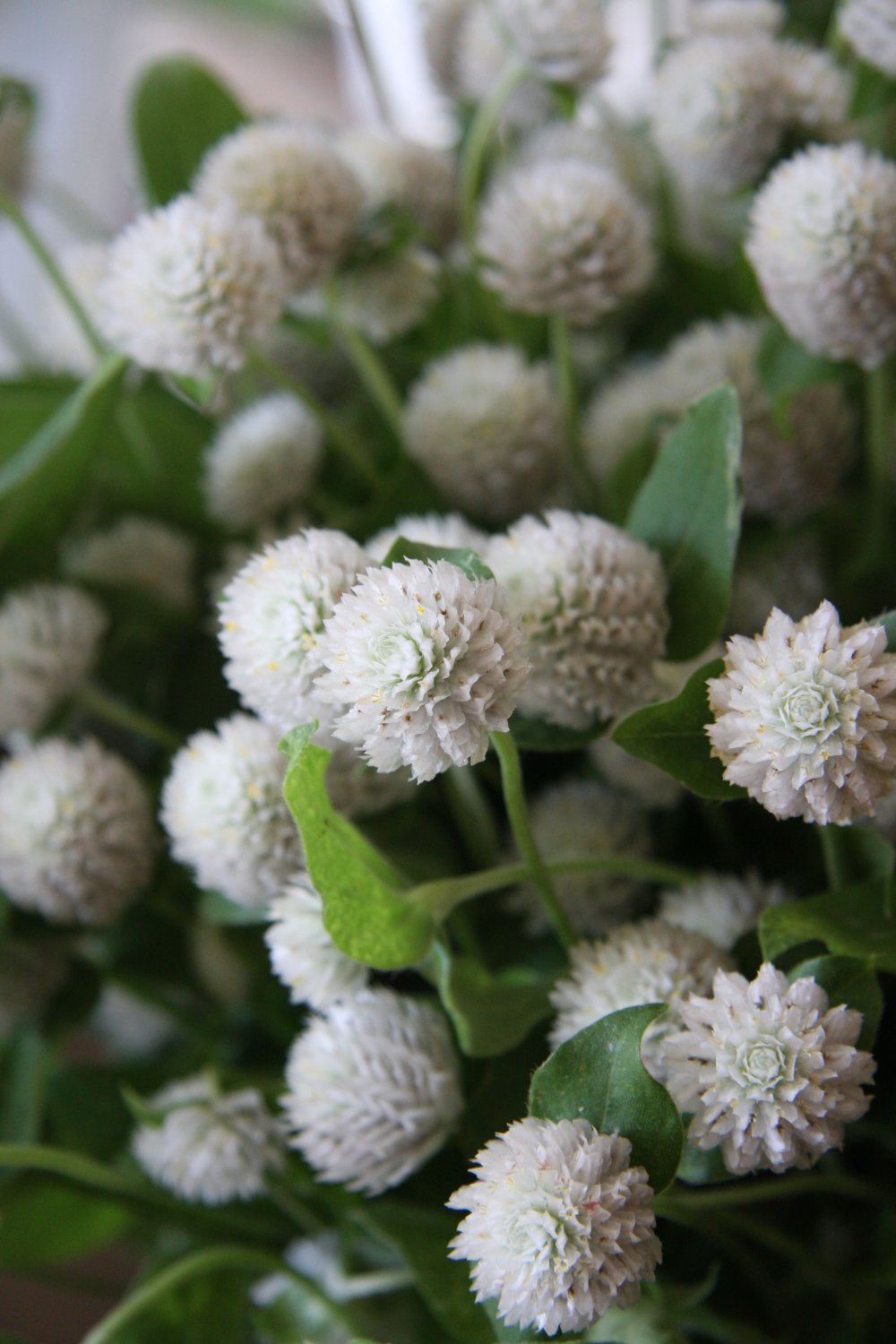 40 flowers seeds white gophrene annual   #ABG16
