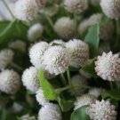 40 flowers seeds white gophrene annual   #ABG16