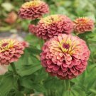 25 giant queen red lime green zinnia seeds  #ABG16