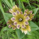 gentian punctata 30 flowers seeds,easy to grow      #ABG16
