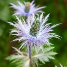 aphine sea holly eryngium,50 flowers seeds     #ABG16