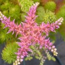 50 flowers seeds sedum seastar perennial,easy to grow    #ABG16