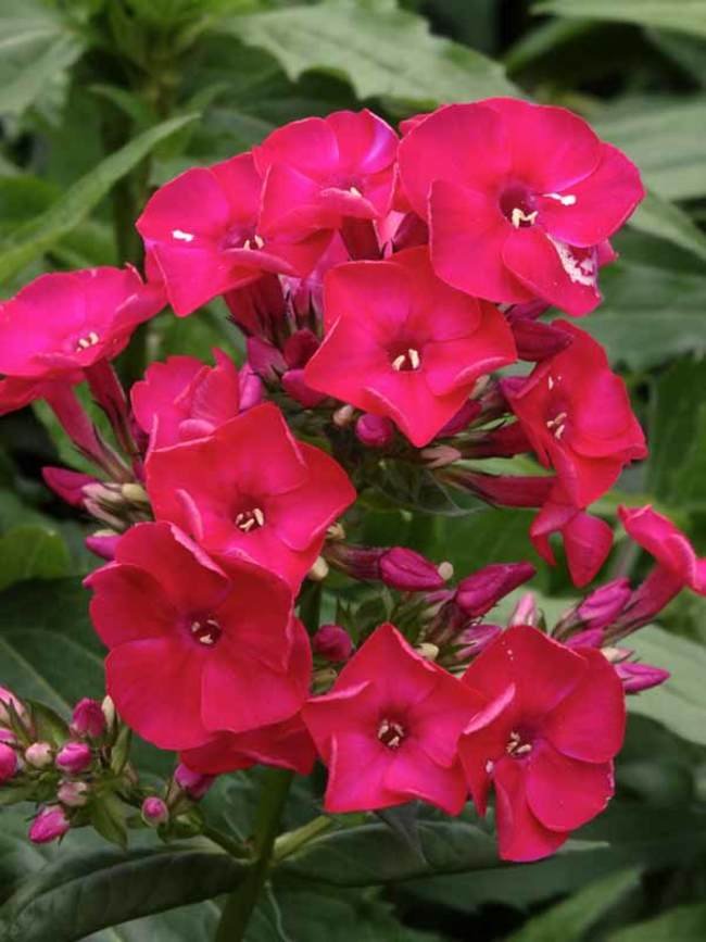 30 flowers seeds fragrant red phlox shade perennial   #ABG16