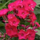 30 flowers seeds fragrant red phlox shade perennial   #ABG16