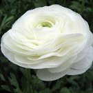 15 flowers seeds  whorled white persian buttercup rannuaculus,easy to grow #ABG16
