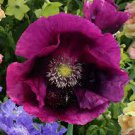 springer grape papver laurens poppy perennial, 35 flowers seeds  #ABG16