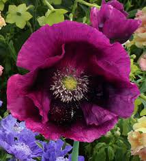 springer grape papver laurens poppy perennial, 35 flowers seeds  #ABG16