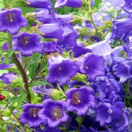 flowers seeds campanula blue double canterburry bells,50 seeds    #ABG16