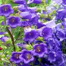 flowers seeds campanula blue double canterburry bells,50 seeds    #ABG16