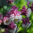 30 seeds pink petticoat columbine aquilegia perennial,easy to grow   #ABG16