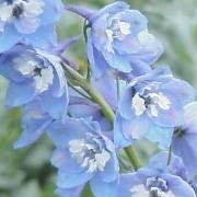 magic fountains sky blue with white bee delphinium 25 flowers seeds   #ABG16