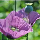 lavender poppy  50 flowers seeds,easy to grow   #ABG16