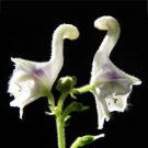 50 Flowers Seeds White SwanGarden Rare  Bonsai Herbaceous Potted Yard   #ABG15
