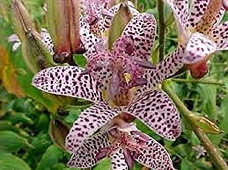 tricyrtis jepanese toad lily flowers seeds,50 seeds   #ABG15