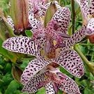 tricyrtis jepanese toad lily flowers seeds,50 seeds   #ABG15