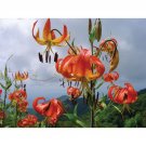 25  flower seeds lilium turks lili  perennial, easy to grow    #ABG15