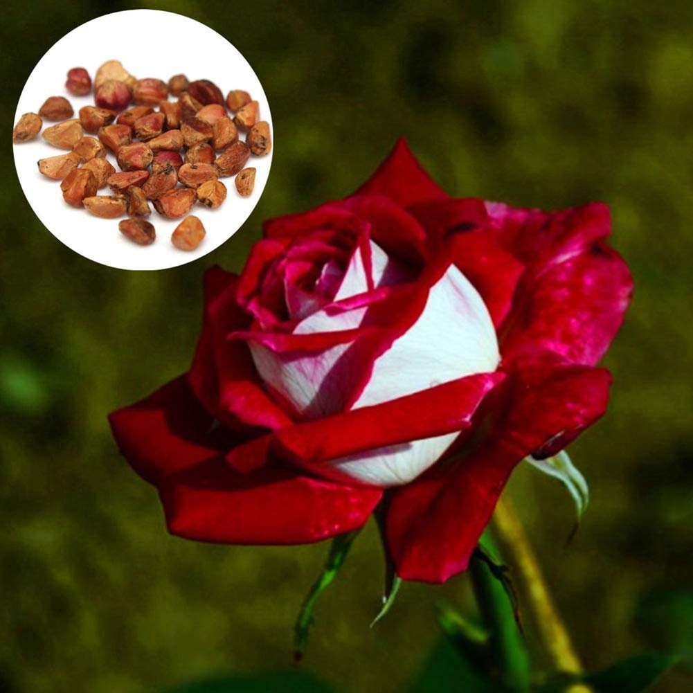 Red & White Osiria Ruby Rose 100 Flower Seeds,easy to grow     #ABG15