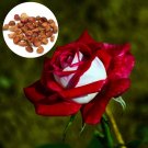 Red & White Osiria Ruby Rose 100 Flower Seeds,easy to grow     #ABG15