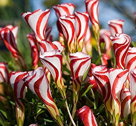100  Flowers Seed   Oxalis Versicolor , easy to grow  #ABG15