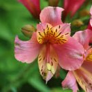 Pink Yellow Alstroemeria Lily  20 Flowers  Seeds,   Perennial Flower    #ABG14