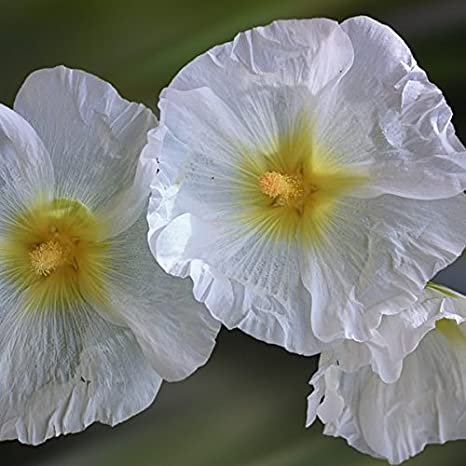 25 Flowers Seeds, Halo White Yellow Hollyhock Perennial Flower #ABG14