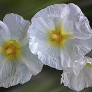 25 Flowers  Seeds, Halo White Yellow Hollyhock Perennial Flower    #ABG14