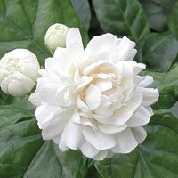 5 Flowers  Seeds, Arabian Tea Jasmine  Fragrant Flower   #ABG14