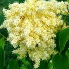 25  Flowers  Seeds,Beijung Gold Lilac  Perennial Flower Shrub     #ABG14
