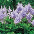 Light Purple Astilbe  Perennial, 50  Flowers  Seeds     #ABG14