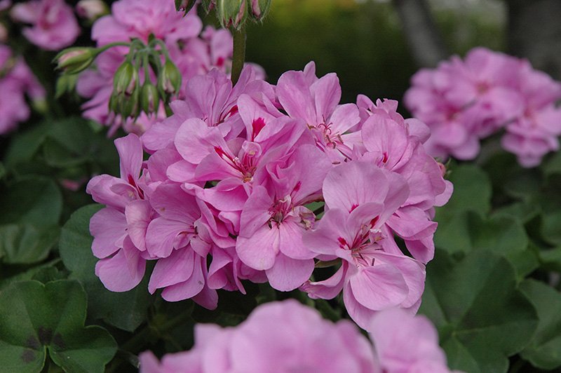 Lavendar Blue Geranium 25  Flowers  Seeds     #ABG14
