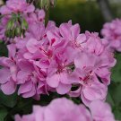 Lavendar Blue Geranium 25  Flowers  Seeds     #ABG14