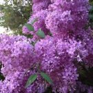 Dwarf Sugar Plum Lilac ragrant Hardy Perennial, 25 flowers Seeds   #ABG14