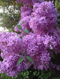 Dwarf Sugar Plum Lilac ragrant Hardy Perennial, 25 flowers Seeds   #ABG14