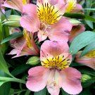 Light Pink Yellow Alstroemeria Lily, 20 flowers Seeds   #ABG14