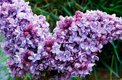 Katherine Havem Lilac Fragrant Hardy, 25 flowers Seeds   #ABG14