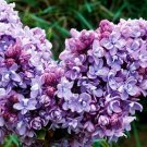 Katherine Havem Lilac Fragrant Hardy, 25 flowers Seeds   #ABG14