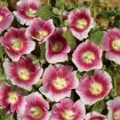 Hollyhock Halo blush Yellow 25 flowers Seeds   #ABG14