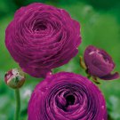 Violet Persian Buttercup Ranunculus Asiaticus 25  Seeds Flowers,easy to grow    #ABG14