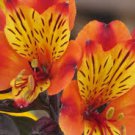 Orange Yellow Alstroemeria Lily 20 Seeds Flowers,easy to grow    #ABG14