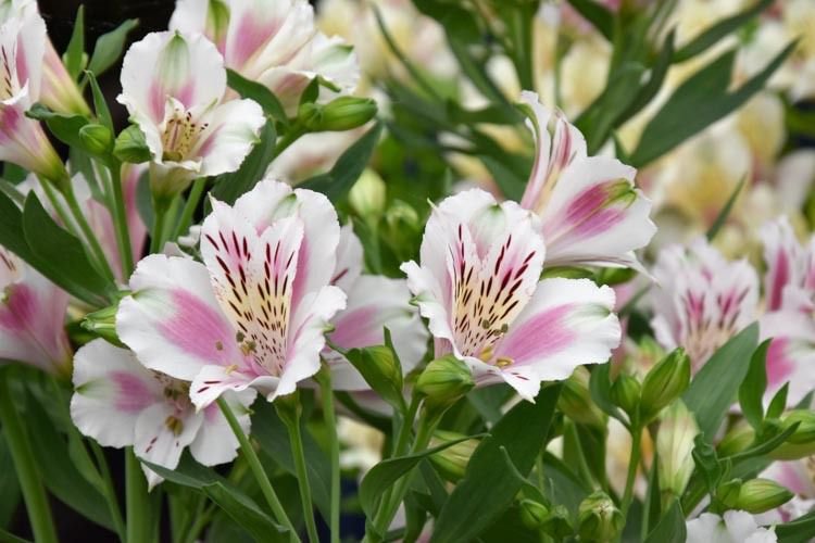 flowers seeds Light Purple White Alstroemeria Lily, 20  Seed    #ABG14