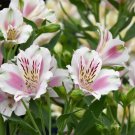 flowers seeds Light Purple White Alstroemeria Lily, 20  Seed    #ABG14