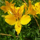 Yellow Alstroemeria Lily 25 Seeds Flower,easy to grow  #ABG14