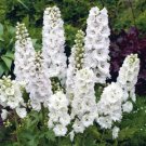White Delphinium Seeds Perennial,50 seeds  #ABG14