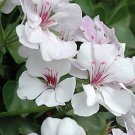 Blizard White Geranium Perennial, 25 flowers seeds      #ABG14