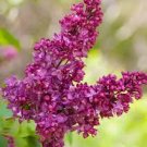 25 flowers seeds Charles Joy Lilac Seeds Tree Fragrant Hardy Perennial    #ABG14