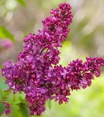 25 flowers seeds Charles Joy Lilac Seeds Tree Fragrant Hardy Perennial    #ABG14