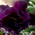 4 flowers seeds Adenium Obesum Double Dark Purple Desert Rose Seeds    #ABG14