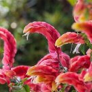 10 flowers Seeds Orange Yellow Shrimp Plant  Perennial Lollipop Justicia   #ABG14