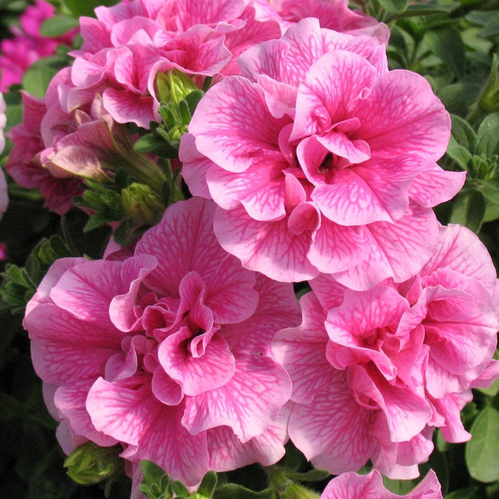 Double Light Pink Petunia 50 flowers seeds,easy to grow  #ABG14