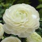 25 flowers Seeds White Persian Buttercup  Ranunculus Asiaticus Peony   #ABG14